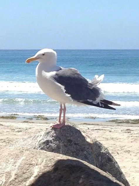 Seagull On Beach, Sea Gulls, Shore Birds, Coastal Birds, Sea Gull, Shorebirds, Sea Birds, Watercolor Bird, Wild Life