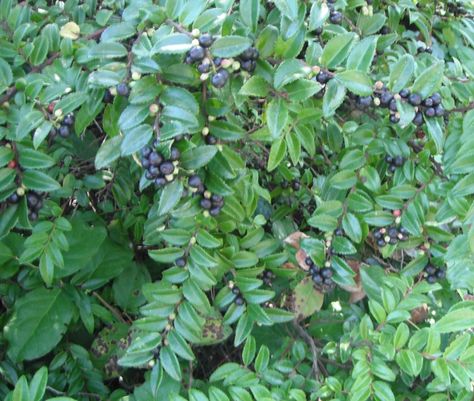 Evergreen Huckleberry, Vaccinium ovatum | native plant, shallow spreading rhizomes. Vaccinium Ovatum, Evergreen Huckleberry, Huckleberry Plant, Mini Orchard, Pnw Gardening, Rain Gardens, Front Yard Plants, Landscape Borders, Cactus Seeds