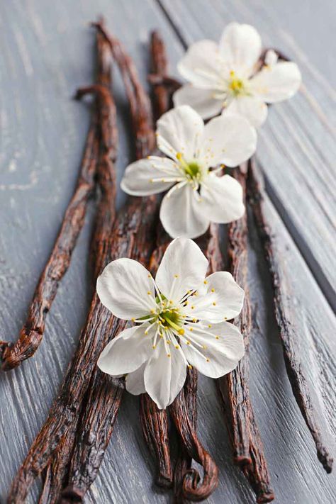 Vanilla Essence Vs Vanilla Extract - There's A Massive Difference In These! Vanilla Extract Aesthetic, Vanilla Sticks Aesthetic, Vanilla Plant Aesthetic, Vanilla Esthetics, Vanilla Aesthetic Flower, Vanilla Bean Photography, Vanilla Flower Photography, Vanilla Flower Aesthetic, Vanilla Bean Aesthetic