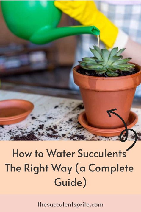 You have indoor and outdoor succulents to water, but how much do they need? This guide will teach you how and when to water them. Succulents Garden Outdoor, Succulent Care Indoor, Watering Succulents, Water Succulents, Outdoor Succulents, Suculent Plants, How To Water Succulents, Succulent Garden Indoor, Succulent Garden Design