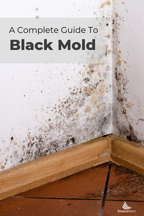 Learn more about  Black Mold: How is it different from other molds? What does it look like? What does it smell like? and where can you find it?  Follow the link to get answers to these and other mold related questions. Mold In Basement, Black Mold Symptoms, Kill Black Mold, Clean Black Mold, Mold Smell, Remove Black Mold, Pine Sol, House Mold, Mold Exposure