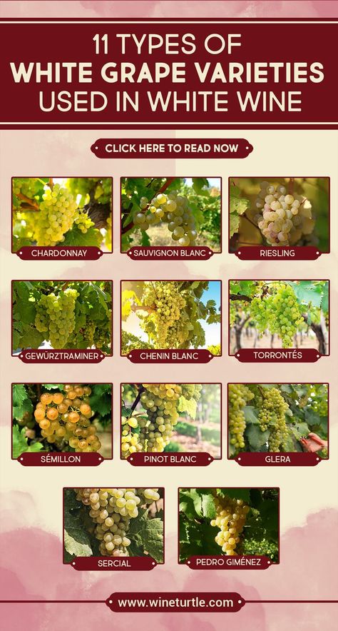 What are the varieties of white grape varieties out there for white wines? In this post, we talk about 11 types of white wine grape varieties. click to read this post now. Types Of Grapes For Wine, Different Types Of Grapes, Pictures Of Grapes, Urban Orchard, Grape Types, Types Of White Wine, Grow Grapes, Types Of White, Wine Basics