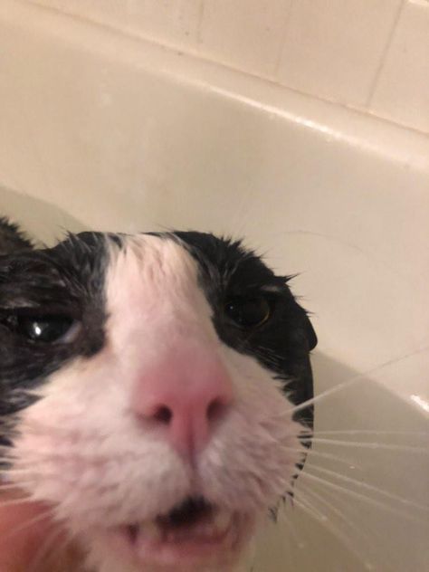 Silly Wet Cat, Wet Kittens Funny, Wet Cat Reaction Pic, Wet Cats Funny, Sopping Wet Cat, Mischevious Cat, Cat Showering, Scraggly Cat, I'm Wet Reaction Pic