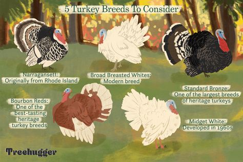 Narragansett Turkey, Turkey Breeds, Pet Turkey, Raising Turkeys, Turkey Farm, Tree Hugger, Small Farm, Hobby Farms, Backyard Birds