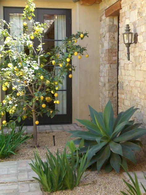 Decorating with Meyer Lemon Trees | Balcony Jhula, Mediterranean Garden Design, Front Yard Garden Design, Potager Garden, Modern Garden Design, Mediterranean Garden, Hus Inspiration, Orange Tree, Front Yard Garden