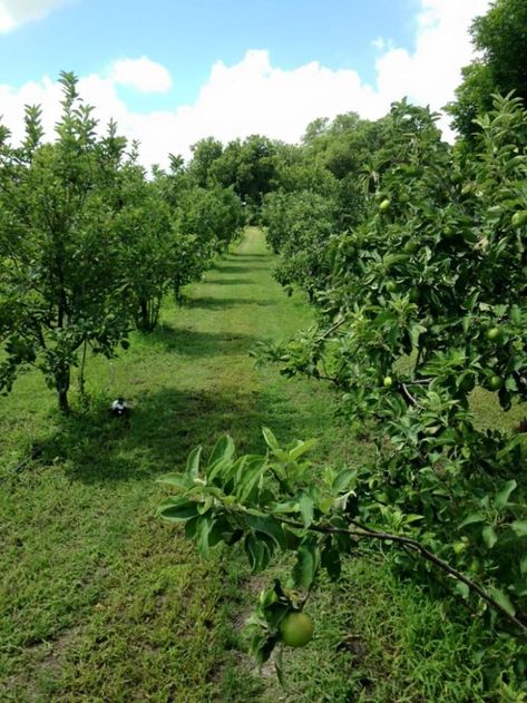 Henrietta Creek Orchards In Texas Has Over 500 Apple Trees Texas Trees, Orchard Design, Orchard Garden, Farm Plans, Farm Lifestyle, Aesthetic Garden, Apple Trees, Garden Park, Forest Garden