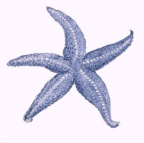 starfish drawings and paintings | ... painted tile,cape cod,starfish,susan davies custom tile and fine art Cape Cod Drawing, Watercolour Starfish, Starfish Illustration, Starfish Clipart, Starfish Drawing, Starfish Painting, Stacking Stones, Starfish Tattoo, Starfish Art