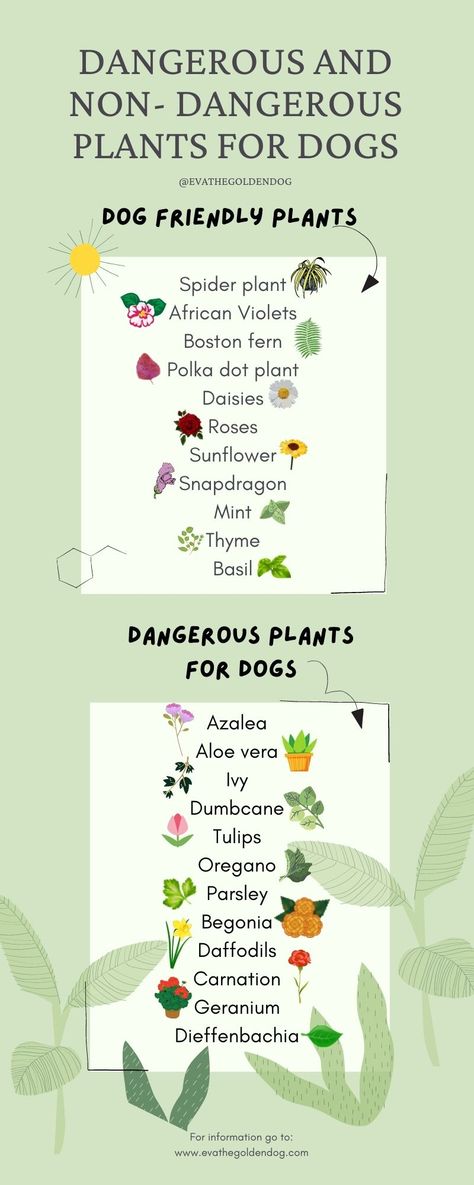 An overview with dangerous plants for dogs to avoid and a list of dog friendly plants to keep Garden For Renters, Pet Friendly Lawn Alternatives, Gardens For Dogs, Pet Safe Plants Outdoor, Dog Friendly Flowers, Dog Side Yard Ideas, Dog Friendly Plants Outdoor, Dog Safe Garden, Dog Friendly Garden Ideas