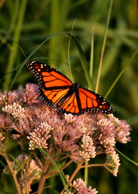 Monarch Butterflies Photography, Butterfly Animal, Beautiful Butterfly Photography, Butterfly Photos, Aesthetic Flowers, Butterflies Flying, Beautiful Bugs, Butterfly Pictures, Close Up Photography