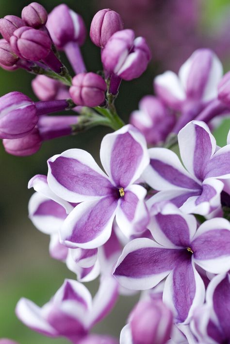 Ethereal Core, State Flowers, Syringa Vulgaris, Reference Pics, Garden Types, Costume Contest, Dance Costume, Spring Green, Cool Plants