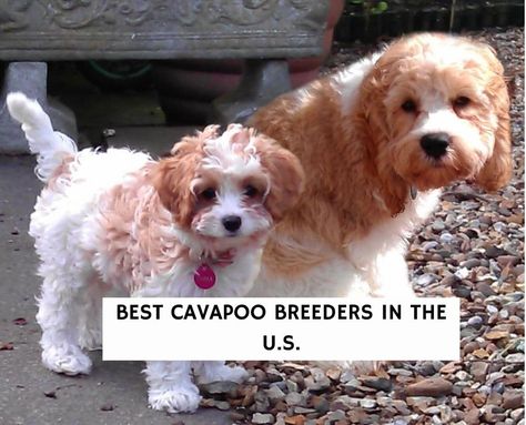 Cavapoo Breeders, Family Friendly Dogs, Cavapoo Dogs, Mixed Breed Puppies, Teddy Bear Puppies, Cavapoo Puppies For Sale, Cavapoo Puppies, Love Doodles, Family Dog