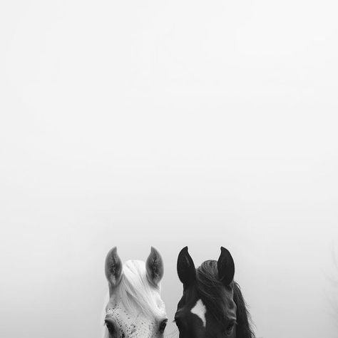 Horse Film Photography, Black And White Horse Aesthetic, Animals Aesthetic Wallpaper, Black And White Horse Photography, Horses Black And White, Horse Black And White, Animal Black And White, Western Photos, Horse Aesthetic