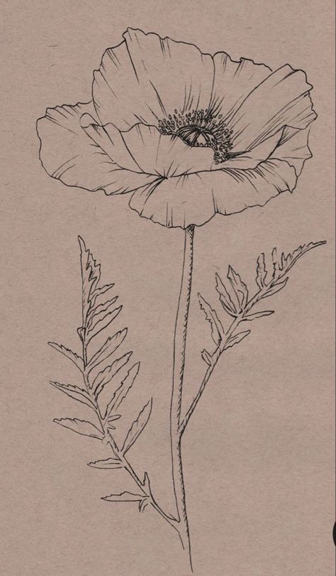 Poppy Botanical Drawing, Poppy Ink Drawing, Poppy Tattoo Sketch, Botanical Drawing Tattoo, Poppy Drawings, Poppy Flower Sketch, How To Draw Poppies, Poppy Line Drawing, Poppy Flower Tattoo Design