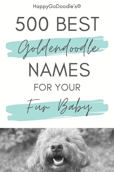 Are you dreaming of the best name for your Goldendoodle puppy? Then this list of 500 best Goldendoodle names is for you! You'll find names organized into categories: Goldendoodle girl names, Goldendoodle boy names, cute names, and even names that describe the Goldendoodle's personality and cute good looks. Read on and happy naming! Puppy Girl Names, Chocolate Goldendoodle, Goldendoodle Names, Doodle Name, Red Goldendoodle, Boy Dog Names, Sheepadoodle Puppy, Golden Doodle Dog, Girl Dog Names