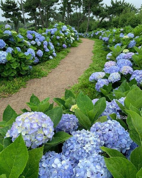 Hydrangeas Garden, Hydrangea Painting, Front Garden Landscape, Peonies And Hydrangeas, Hydrangea Garden, Blue And Purple Flowers, Backyard Paradise, Summer Plants, How To Attract Birds