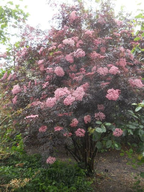 black lace elderberry | of the elderberry sambucus nigra black ... Sambucus Nigra Black Lace, Black Lace Elderberry, Elderberry Tree, Elderberry Bush, Sambucus Nigra, Garden Shrubs, Woodland Garden, Garden Trees, Flowering Trees