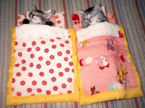 Sleepover Cutest Kittens Ever, Funny Cat Photos, Slaap Lekker, Sleeping Kitten, Kitten Pictures, Cat Sleeping, Funny Cat Pictures, Silly Cats, Cute Kittens