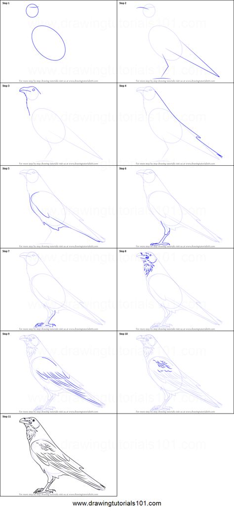 Bird Drawing Tutorial Step By Step, How To Draw Raven Birds, Draw A Raven Step By Step, Crow Drawing Tutorial, Raven Pictures Art, Raven Drawing Tutorial, How To Draw Raven, Drawing Ravens Sketch, Raven Easy Drawing