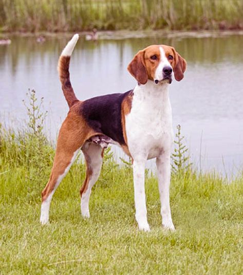 Foxhound Dog, English Foxhound, English Coonhound, Best Guard Dogs, American Foxhound, Every Dog Breed, Akc Breeds, All Breeds Of Dogs, The Fox And The Hound