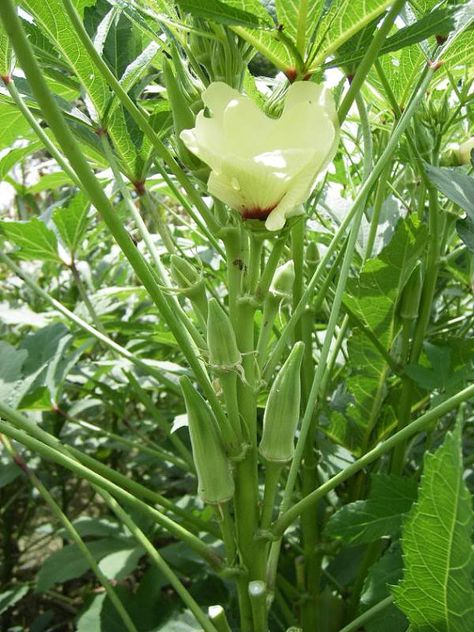 Clemson Spineless Okra Seed GMO FREE, Heirloom,Organic~ easy to grow, Seeds are planted,grown and Harvest in our own gardens Grow Okra, Easiest Plants To Grow, Okra Seeds, Grow Seeds, Plant Vegetables, Plants To Grow, Heirloom Vegetables, Organic Gardening Tips, Organic Seeds