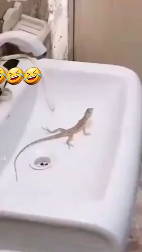 realharshinsta on Instagram: Prince.virkk #reelitfeelit #reelkarofeelkaro #trendingreels #viralreels Animal Memes Funny, Funny Cute Animals, Funny Snapchat Stories, 2023 Funny, Funniest Animals, Animal Makeup, Animals Video, Beautiful Ocean Pictures, Latest Funny Videos