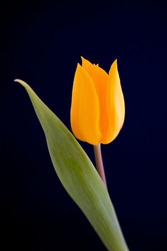 https://flic.kr/p/7SxGvg | Yellow tulip | Single flower for spring Yellow Tulips, Beautiful Flowers Wallpapers, Single Flower, Tulips Flowers, Alam Semula Jadi, Exotic Plants, Mellow Yellow, Flower Beauty