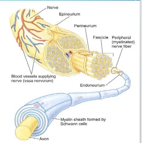 Solved Nerve Epineurium Perineurium Fascicle Peripheral | Chegg.com Tibial Nerve, Nerve Injury, Nerve Fiber, Peripheral Nerve, Platelet Rich Plasma, Regenerative Medicine, Nerve Damage, Sciatic Nerve, Carpal Tunnel