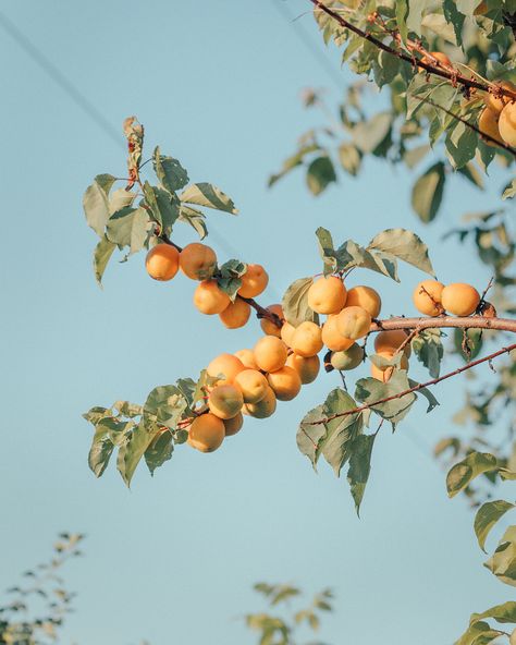 Fruit photography, apricot tree against blue sky Apricot Fruit, Apricot Tree, Sheffield Uk, Fruits Photos, Fruit Photography, Peach Trees, Spring Aesthetic, Freelance Photographer, Fruit Basket