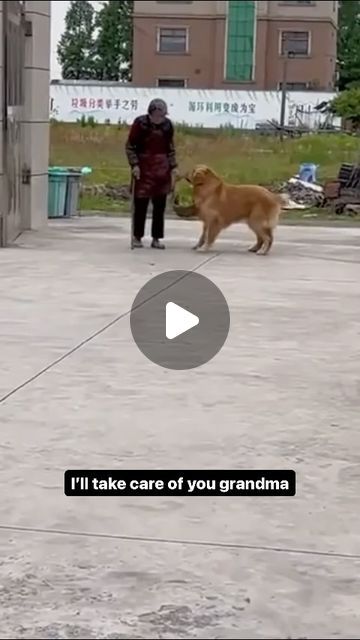 What Do Dogs Want on Instagram: "Dog helps grandma. Like and share for more 🐶" Hap Hap Happy Dog Video, Dogs Watching Tv, Dog Watching Tv, Dog Shaming Funny, Excited Dog, Instagram Dog, Pet Corner, Classic Video, Dog Videos