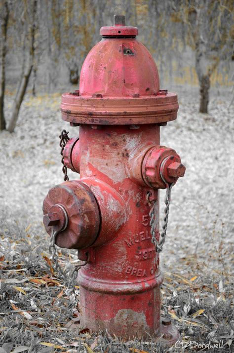 The fire hydrant at the top of our driveway Cathye Bordwell Daily Objects Photography, Object Reference Photos, Fire Dept Decor, Prop Reference, Object Reference, Growth And Decay, Life Drawing Reference, Props Concept, Object Photography