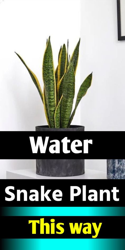 Snake plant watering Snake Plant Decor, Snake Plant Indoor, Water Snake, Snake Plant Care, Landscaping With Large Rocks Front Yard, Indoor Plant Wall, Sansevieria Plant, Macrame Plant Hanger Tutorial, Plant Watering