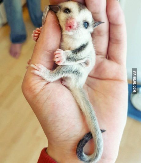 Adorable baby sugarglider. Cuddly Animals, Rare Animals, Sugar Glider, Cute Creatures, Sweet Animals, Cute Little Animals, 귀여운 동물, Cute Funny Animals, Animals Friends