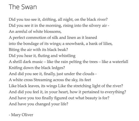 The Swan - Mary Oliver. How it pertained to everything.. Swan Poetry, Swan Poem, Yoga Poetry, Monday Magic, Swan Quotes, Mary Oliver Poems, Lake Quotes, Action Quotes, American Poetry