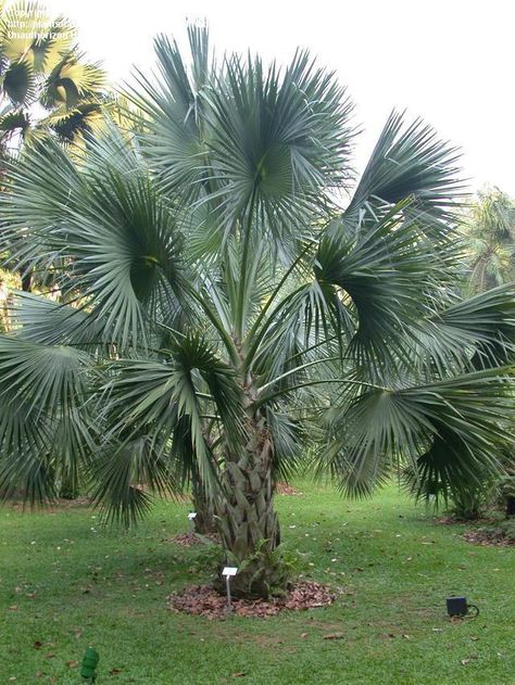 Sabal mexicana Sabal mexicana is a species of palm tree that is native to North America. Common names include Mexican Palmetto, Texas Palmetto, Texas Sabal Palm, Rio Grande Palmetto, and Palma de Mícharos. Georgia Landscaping, Sabal Palmetto, Palm Tree Types, Sabal Palm, Florida Trees, Texas A M University, Research Center, Common Names, Resource Management