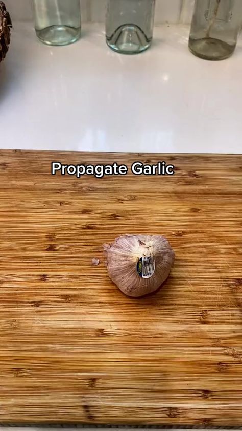 Grow your own food garlic 🧄🧄🧄 #garlic #garden #gardening #gardendesign #gardeninspiration #gardenlove #gardener #gardenideas #gardeningtips | Eco Garden | Eco Garden · Original audio Propagate Garlic, Grow Garlic Indoors, Garlic Garden, Grow Garlic, Planting Garlic, Garlic Garlic, Eco Garden, Growing Garlic, Vegetable Garden Diy