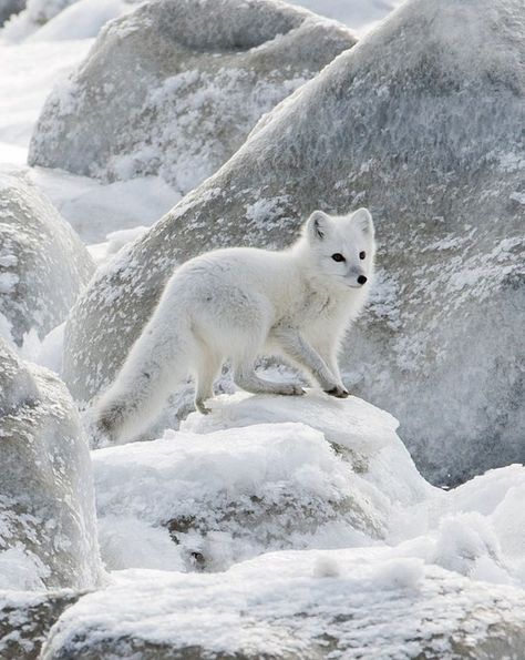 White fox Volpe Artica, Arctic Tundra, Albino Animals, Fox Pictures, Wild Creatures, Arctic Animals, Arctic Fox, Wild Dogs, Cute Fox