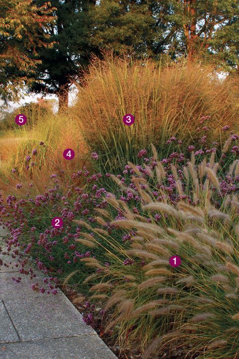 Ornamental Grass Landscape, Prairie Garden, Grasses Landscaping, Grasses Garden, Fine Gardening, Have Inspiration, Ornamental Grasses, Backyard Landscaping Designs, Front Garden