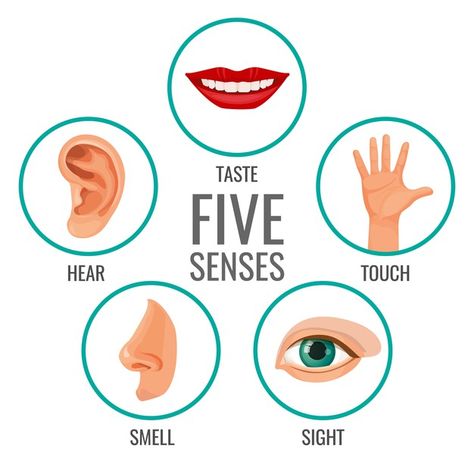 Five Senses Preschool, Body Parts For Kids, Ingles Kids, Senses Preschool, Body Parts Preschool, Senses Activities, Human Body Parts, Flashcards For Kids, Alphabet Activities Preschool