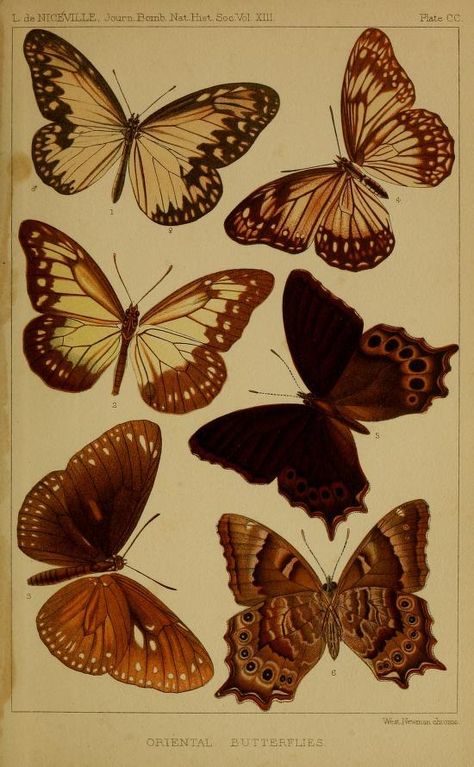 Illustrations of ‘Oriental Butterflies’ taken from ‘Journal of the Bombay Natural History Society.’ Published 1886. Smithsonian... Vintage Butterfly Art, Butterfly Journal, Butterfly Artwork, Butterfly Species, Rose Illustration, Butterfly Illustration, Living Art, Gallery Wall Prints, Phone Stuff