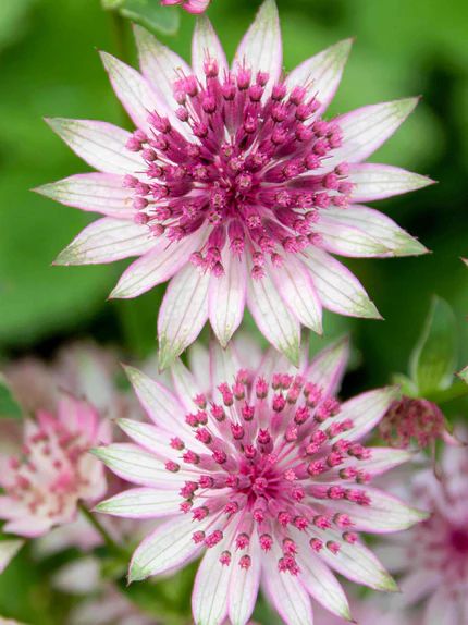 Spring Planted Specialty Bulbs | DutchGrown™ Astrantia Flower, Fast Growing Flowers, Green And White Flowers, Astrantia Major, Summer Bulbs, Fast Growing Plants, Spring Plants, Herbaceous Perennials, Hardy Perennials