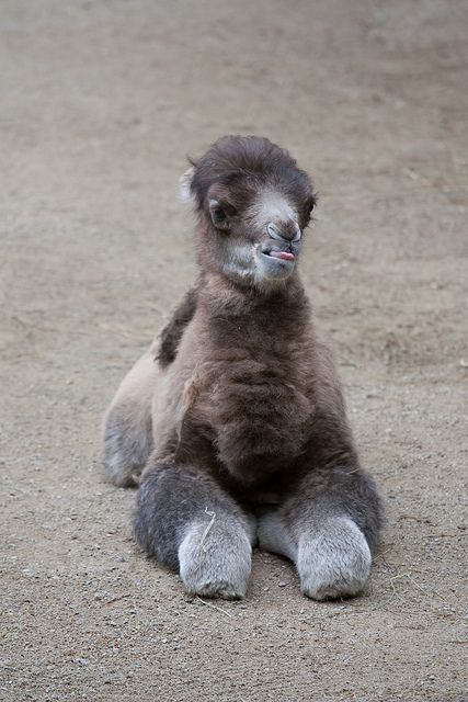 Baby Male Bactrian Camel Ugliest Animal, Camel Spider, Baby Camel Animal, Funny Camels, Camels Desert, Dik Dik, Giant Eland Antelope, Animal Encyclopedia, Baby Camel