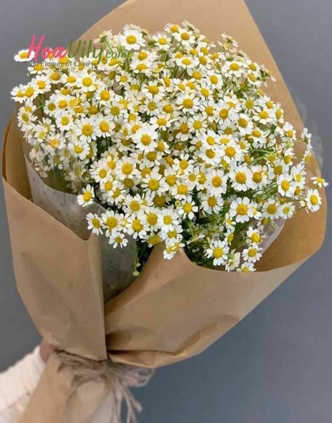 Cheap Bouquet, Daisy Bouquet, Flowers Bouquet Gift, Nothing But Flowers, Flower Therapy, Beautiful Bouquet Of Flowers, Chamomile Flowers, Beautiful Bouquet, Flower Beauty