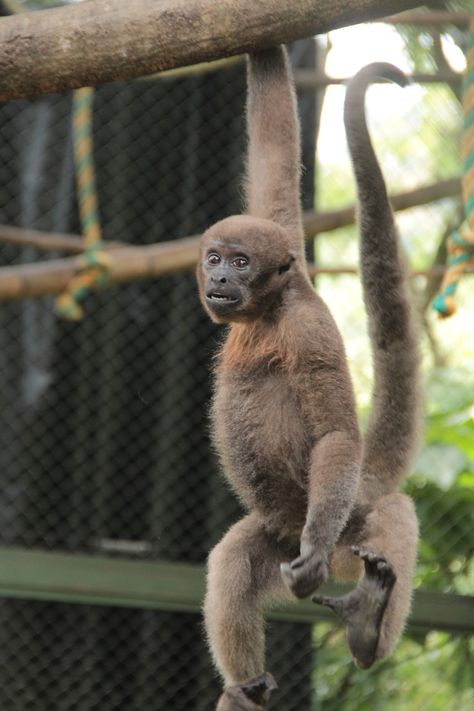 Woolly Monkeys Are at Risk of Extinction How Scientists Plan to Save Them Woolly Monkey, Noahs Ark, Primates, Endangered Species, Animals Friends, Monkeys, Scientists, New World, Science