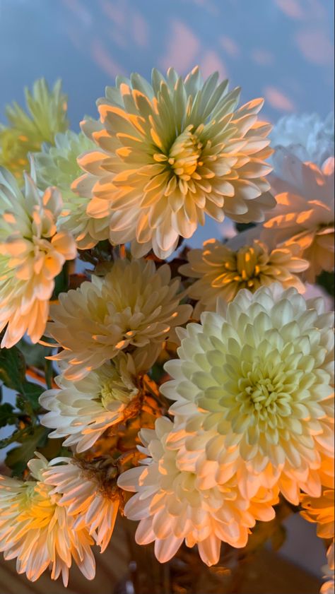 Chrysanthemum Flower Aesthetic, Chrysanthemum Aesthetic, Crysanthemum Flower, Background Inspiration, Fun Videos, Flower Iphone Wallpaper, Chrysanthemum Flower, Favorite Flower, Morning Wishes