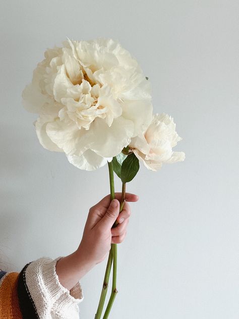 White Peony Centerpiece Wedding, Bowl Of Cream Peony, Highley Manor, Wedding Peonies, Cream Peonies, Cream Peony, Peony Farm, Peonies White, White Peonies Bouquet