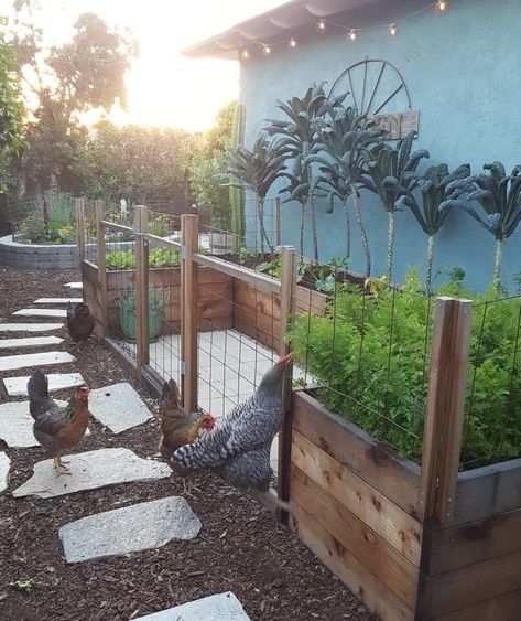 Micro Vegetable Garden, Urban Backyard Garden, Chicken Coop And Garden Layout, Chickens Homestead, Chickens 101, Backyard Garden Layout, Raising Backyard Chickens, Vegetable Garden For Beginners, Chicken Garden