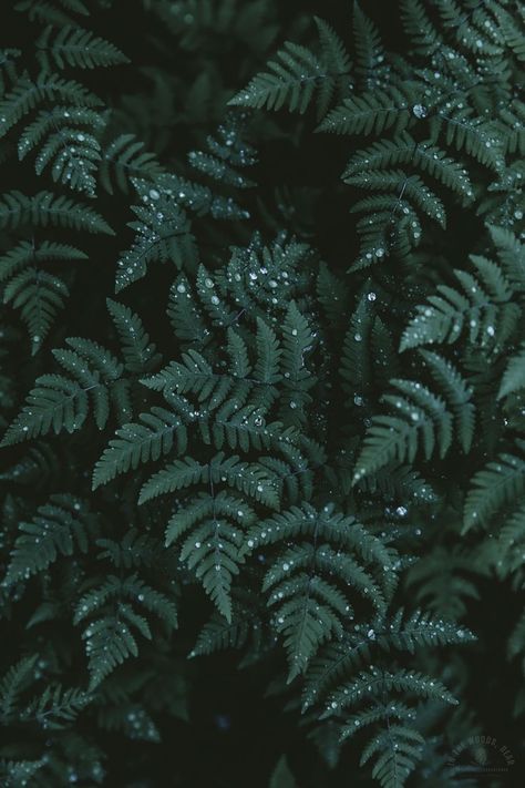 Nordic Nature, The Sound Of Rain, Dark Naturalism, Dark Green Wallpaper, Dark Forest Aesthetic, Forest Color, Dark Green Aesthetic, After The Rain, Forest Wallpaper