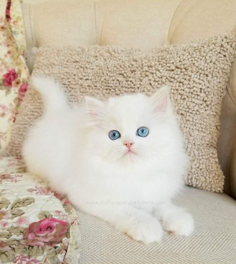 Persian Cat Doll Face, Kittens White, Himalayan Persian Cats, White Persian Kittens, Cats Orange, Persian Kittens For Sale, Persian Kitten, Cat Meeting, Persian Cats