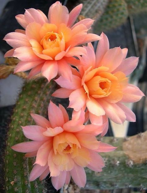 Cactus Blossom Tattoo, Echinopsis Cactus, Prettiest Flowers, Săpunuri Handmade, Beautiful Cactus, Blooming Cactus, Cactus Blossoms, Desert Flowers, Cactus Flowers