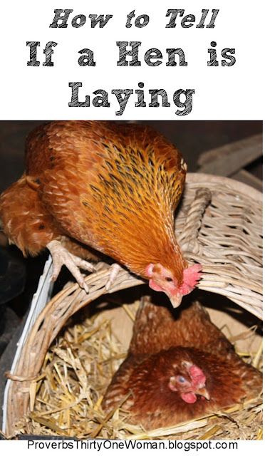 Best Laying Hens, Farm Tips, Easter Eggers, Pale Complexion, Rhode Island Red, Laying Hens, Homestead Gardens, Animal Help, Egg Laying